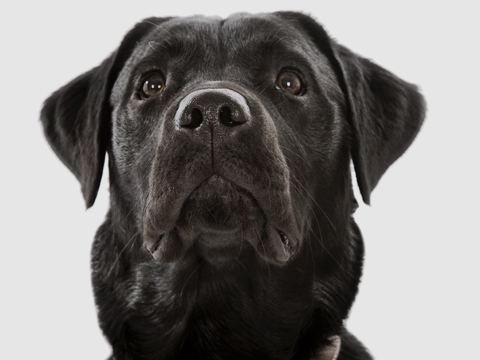 labrador